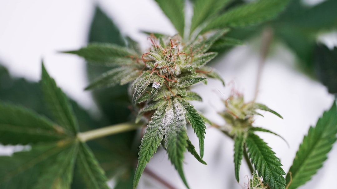Exploring the Fascinating World of Buds and Their Growth