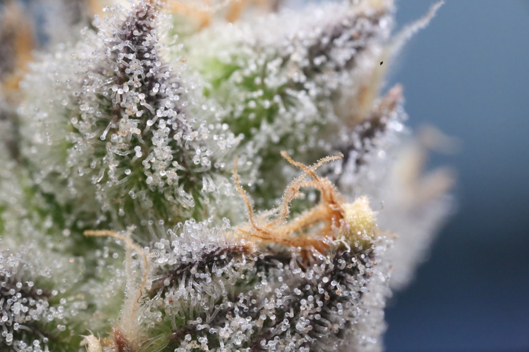 The Importance of Buds in Plant Development and Ecology