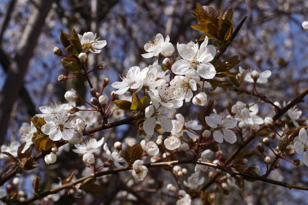 Buds Uncovered: The Hidden Life of Plant Reproduction