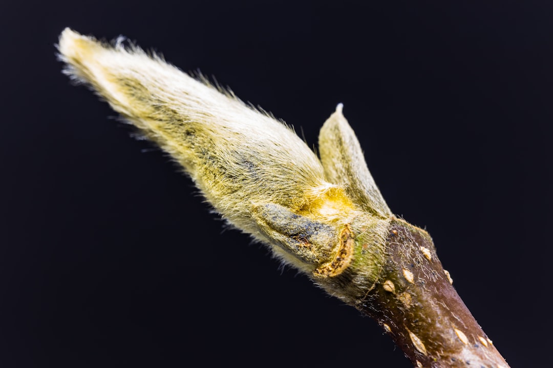 Understanding the Different Types of Buds and Their Functions