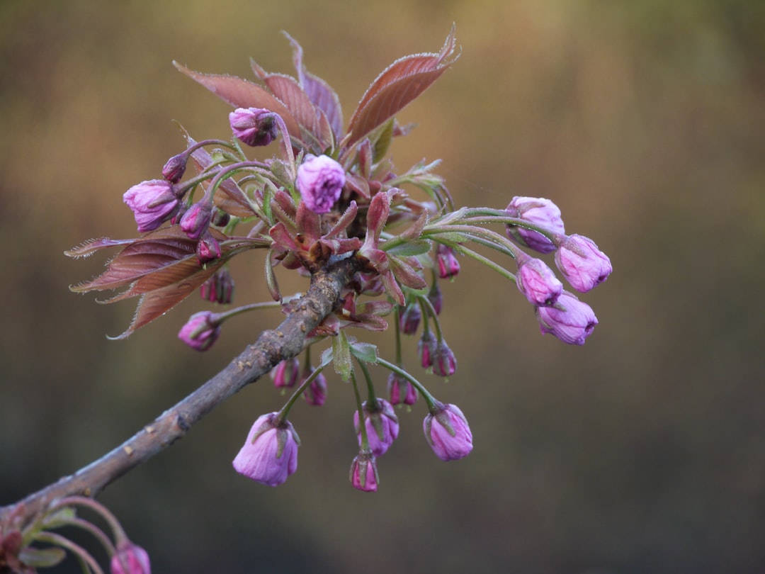 Creative Ways to Use Buds in Your Gardening Projects
