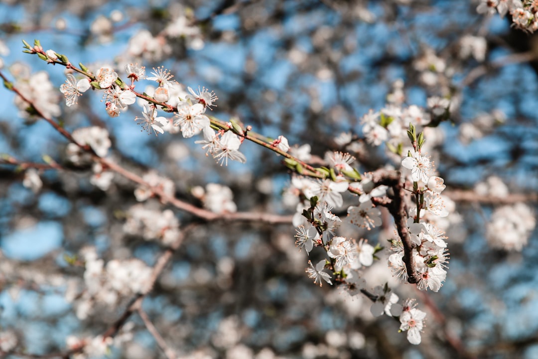 Buds and Blooms: The Cycle of Plant Life Explained