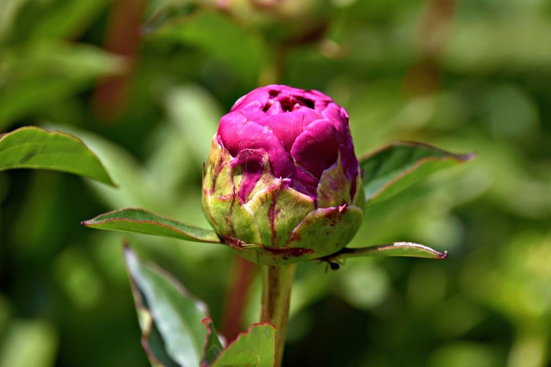 A Beginner’s Guide to Identifying Common Bud Varieties