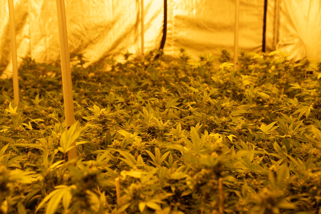 The Role of Climate in Bud Development and Success